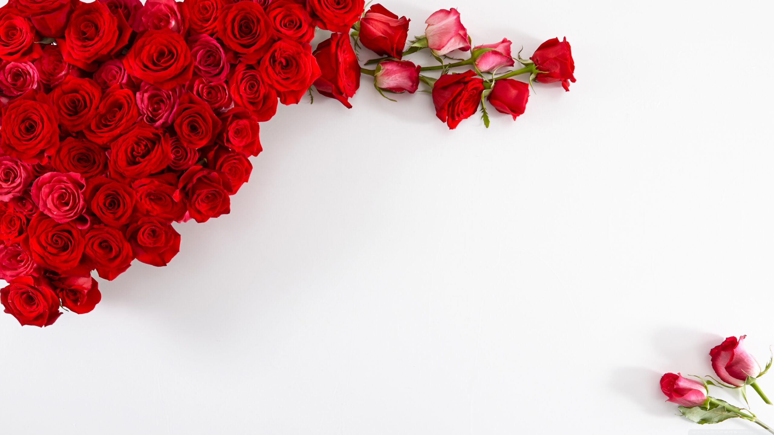 red_roses_on_white_background-wallpaper-3554x1999